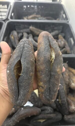 galeri pthiu88 (18) galeri pthiu88 (18)