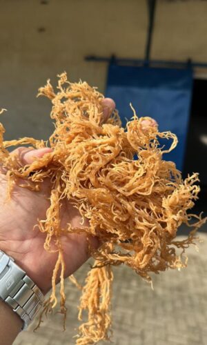 galeri pthiu88 (2) galeri pthiu88 (2)