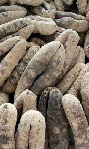 galeri pthiu88 (21) galeri pthiu88 (21)