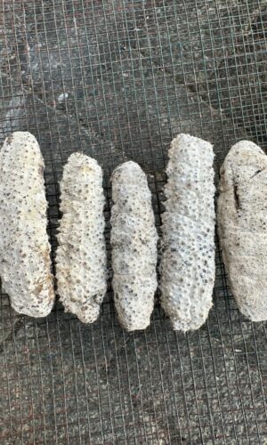 galeri pthiu88 (5) galeri pthiu88 (5)